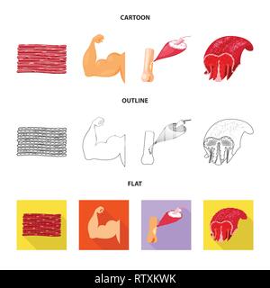 Vector Illustration der Faser und muskulös Symbol. Sammlung von Faser- und Körper vektor Illustration. Stock Vektor