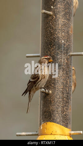 Gruppe von Redpolls Fütterung auf Niger Saatgut futterhäuschen an ein Norfolk Vogelschutzgebiet. Stockfoto