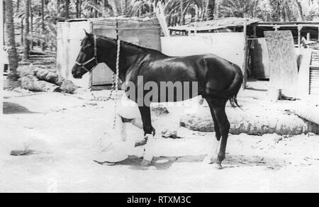 Kauf und Transport eines dunkle Kastanie arabischen Hengst von Al-Qatif/Qatif, Eastern Province, Saudi-Arabien, Abqaiq, ein aramco Compound in 1983. Stockfoto