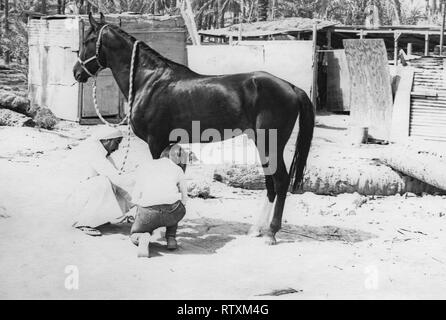 Kauf und Transport eines dunkle Kastanie arabischen Hengst von Al-Qatif/Qatif, Eastern Province, Saudi-Arabien, Abqaiq, ein aramco Compound in 1983. Stockfoto