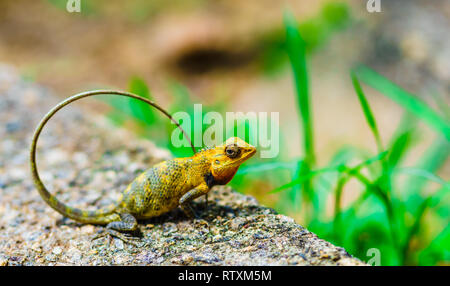 Sonnenaufgang Blick auf den Dschungel in Sri Lanka vom Pidurangala Felsen Stockfoto