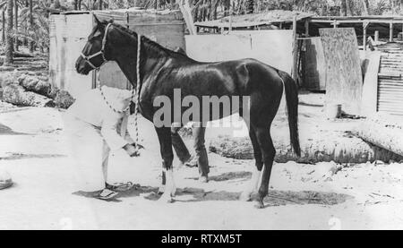 Kauf und Transport eines dunkle Kastanie arabischen Hengst von Al-Qatif/Qatif, Eastern Province, Saudi-Arabien, Abqaiq, ein aramco Compound in 1983. Stockfoto