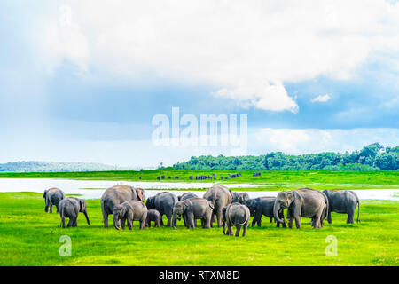 Blick auf die Herde von Elefanten in Kaudulla National Park, Sri Lanka Stockfoto