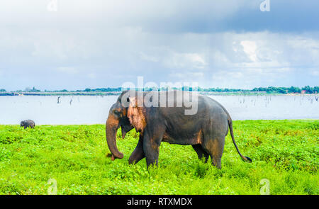 Blick auf Elefanten in Kaudulla National Park, Sri Lanka Stockfoto