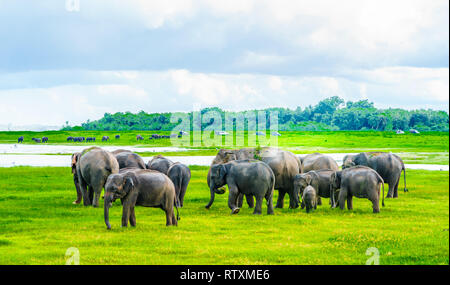 Blick auf die Herde von Elefanten in Kaudulla National Park, Sri Lanka Stockfoto