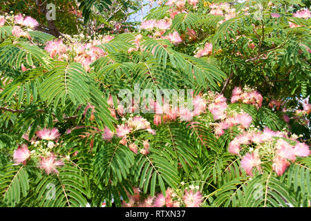 Albizia julibrissin Blumen close-up als Hintergrund Stockfoto