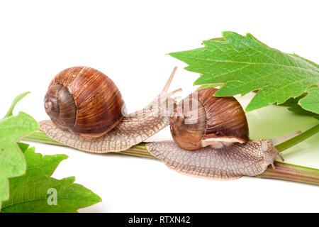 Zwei Schnecken kriechen auf der Weinstock mit Blatt weißen Hintergrund Stockfoto