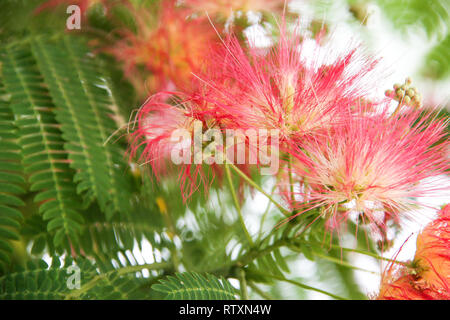 Albizia julibrissin Blumen close-up als Hintergrund Stockfoto