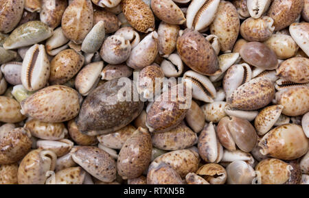 Seashells als Hintergrund auf dem Markt Stockfoto
