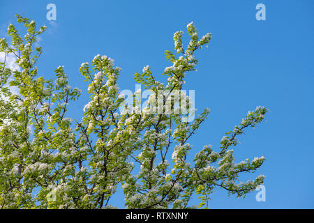 Schönes blühende Zweige der Pear Tree auf einem Hintergrund von sauberen blauen Himmel. Natur Frühling Hintergrund Stockfoto