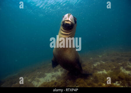 Sea Lion, Otaria byronia, Punta Loma, Puerto Madryn, Chubut, Patagonien, Argentinien Stockfoto