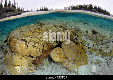 Eine vielfältige Coral Kopf in La Piscine Naturelle bei D'Oro Bucht, Iles des Pins, Neukaledonien, South Pacific Stockfoto