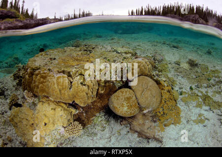 Eine vielfältige Coral Kopf in La Piscine Naturelle bei D'Oro Bucht, Iles des Pins, Neukaledonien, South Pacific Stockfoto