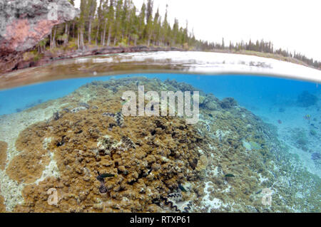 Pinien, Araucaria sp. und Unterwasser Landschaft mit Korallen und Muscheln in La Piscine Naturelle, D'Oro Bucht, Iles des Pins, Neukaledonien, South Paci Stockfoto