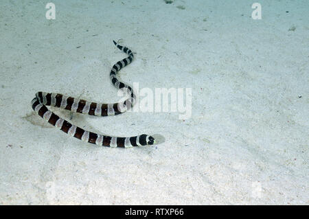 Gestreifte Seeschlange Laticauda Colubrina, Piscine Naturelle, D'Oro Bay, Iles des Pins, Neukaledonien, Südpazifik Stockfoto