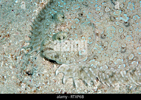 Peacock Flunder, Bothus Mancus, Nukuione Insel, aus Mata ' Utu, Wallis Insel, Wallis & Futuna, South Pacific Stockfoto