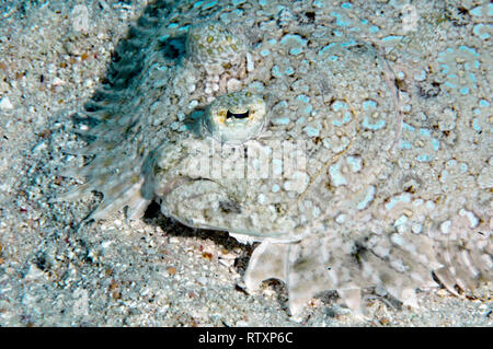 Peacock Flunder, Bothus Mancus, Nukuione Insel, aus Mata ' Utu, Wallis Insel, Wallis & Futuna, South Pacific Stockfoto