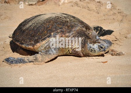 Grüne Meeresschildkröte, Chelonia mydas, an Laniakea Beach, North Shore von Oahu, Hawaii, USA Stockfoto