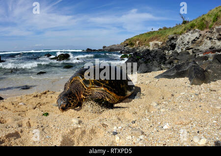 Grüne Meeresschildkröte, Chelonia mydas, ruht in den Sand von Ho'okipa Beach, Maui, Hawaii, USA Stockfoto