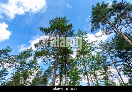 Kronen der hohen Kiefern im Wald vor blauem Himmel im sonnigen Tag Stockfoto