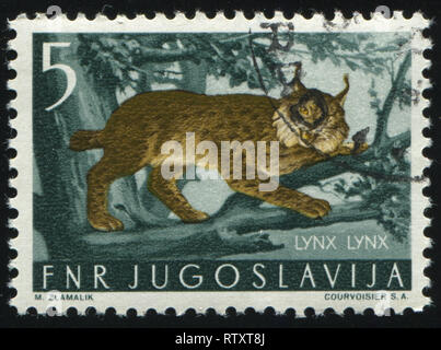 Russland KALININGRAD, 12. NOVEMBER 2016: Briefmarke von Jugoslawien gedruckt, zeigt, Lynx, ca. 1954 Stockfoto