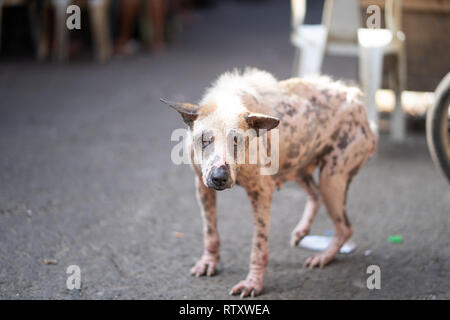 Eine Straße Hund auf den Philippinen in der schlechten Gesundheit mit schweren Anzeichen einer Erkrankung der Haut. Stockfoto