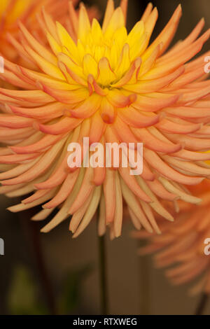 Dahlie "Ruskin Myra" Stockfoto
