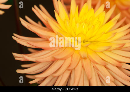 Dahlie "Ruskin Myra" Stockfoto