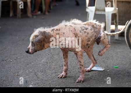 Eine Straße Hund auf den Philippinen in der schlechten Gesundheit mit schweren Anzeichen einer Erkrankung der Haut. Stockfoto