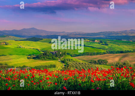 Bewundernswert Sommer Toskana Landschaft. Fantastische Landschaft mit Feldern der roten Mohnblumen und typisch toskanisches Steinhaus auf dem Hügel bei Sonnenuntergang, Stockfoto