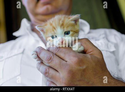 Junge rote und weisse Katze in fürsorglichen Mann Hände Stockfoto