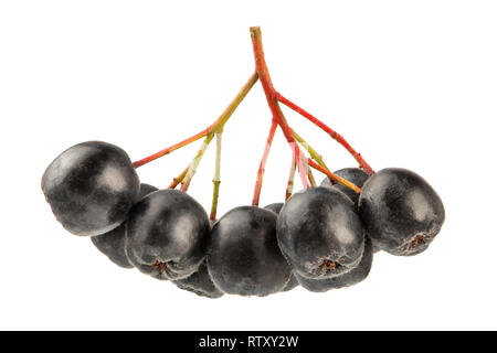 Aronia (apfelbeere) Früchte mit Stängel, auf weißem Hintergrund. Stockfoto