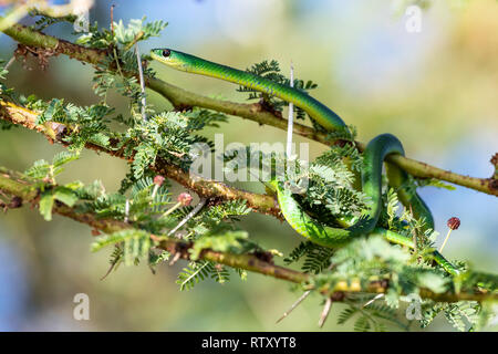 Die nicht-giftige grüne Schlange, Philothamnus, Umgaben die Stacheln der Akazie am Ufer des Lake Naivasha, Kenia. Stockfoto