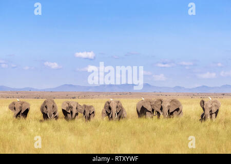 Eine Herde Elefanten Spaziergang durch Amboseli National Park, Kenia. Diese Familie Gruppe ist vor dem Hintergrund von den Ausläufern des Kilimandscharo und Blue s Stockfoto