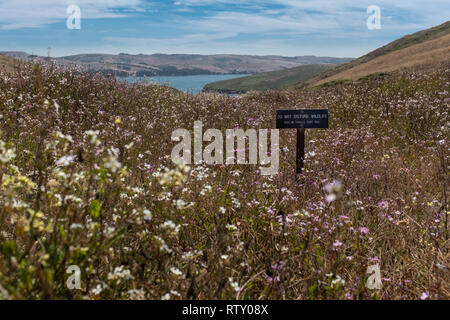 Ein Warnschild in der Mitte der Wiese mit Wildblumen hinunter zum Ozean auf dem Tomales Point Trail, Point Reyes National Park, Kalifornien Stockfoto