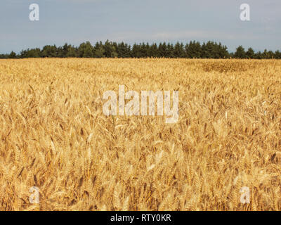 Golden wheat field lit by soft afternoon sun, small forest in background. Stockfoto