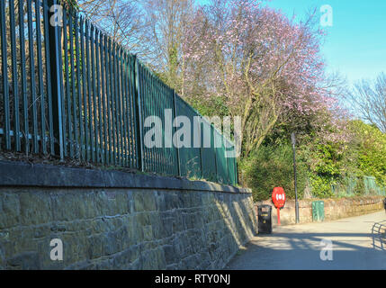 Ein Baum in der Blüte am Fluss Pfad in Shrewsbury Stockfoto