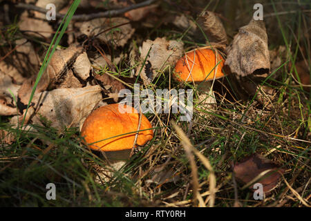 Zwei rote bedeckte scaber Stengel (Leccinum aurantiacum/albostipitatum) in trockenen Wald Gras, beleuchtet durch die Nachmittagssonne Stockfoto