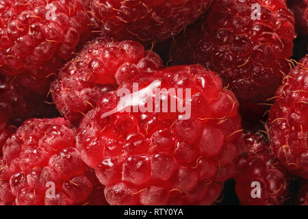 Nahaufnahme Foto von nassen Himbeeren, Tropfen Wasser Licht widerspiegelt. Stockfoto