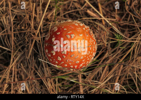 Ansicht von oben, Jungen fly Agaric (Amanita muscaria) in gelb Stroh-/trockenes Gras. Stockfoto