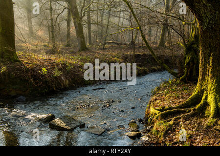 Der Wald von Dean an einem Wintermorgen Gloucestershire mit schönen Licht und Sonnenstrahlen, die durch die Bäume. Stockfoto