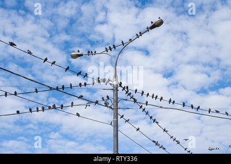 Tauben auf elektrische konkrete Pol und Straßenlaterne. Gruppe von Vogel mit blauer Himmel Stockfoto