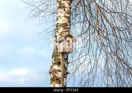 Nistkasten auf Birke im Frühjahr Stockfoto