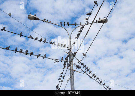 Tauben auf elektrische konkrete Pol. Gruppe von Vögeln, die sich auf Kabel mit blauem Himmel Hintergrund Stockfoto