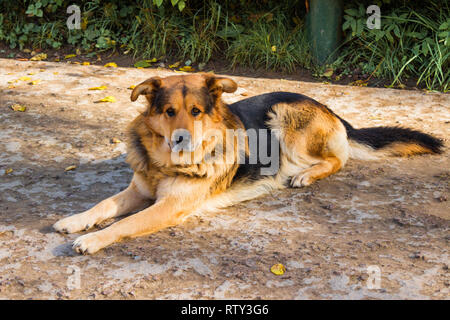 Hund auf dem Boden liegt. Schäferhund ruhen Stockfoto