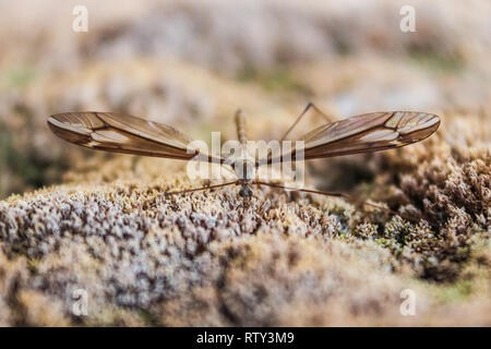 Moskito Kran mit großen Flügeln auf einem Stein Fliegen Stockfoto