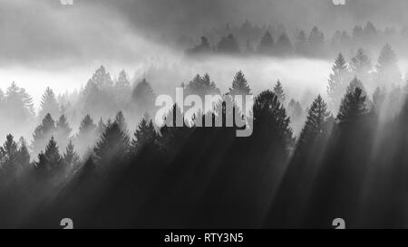 Der Cansignio Nadelwald. Sonneneinstrahlung bei Sonnenaufgang. Lichtstrahlen auf Bäumen durch den Nebel. Schwarz-weiße Berglandschaft. Prealpi Venete, Italien. Stockfoto