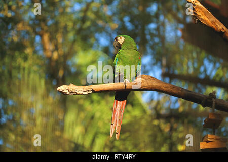 Vibrant Green Parrot auf Baum im Sonnenlicht, Foz do Iguacu, Brasilien, Südamerika Stockfoto