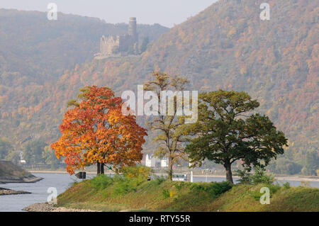 Burg Maus und der Rhein bei St. Goarshausen, Rheinland-Pfalz, Deutschland Stockfoto