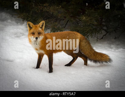 Neugierig Red Fox im Winter Stockfoto